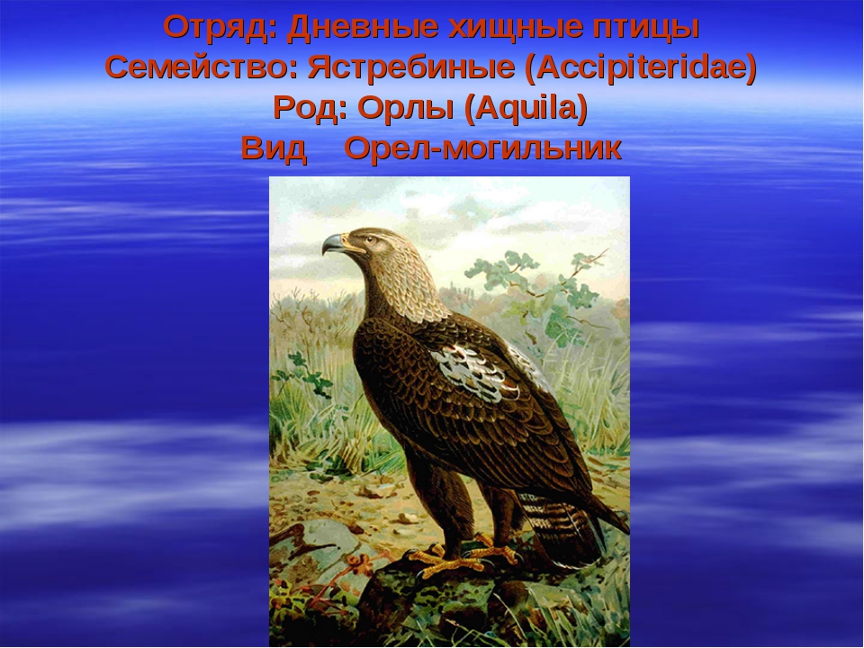 Дневные Хищные птицы. Отряд птиц дневные Хищные птицы. Отряд дневные хищники. Соколообразные птицы представители.