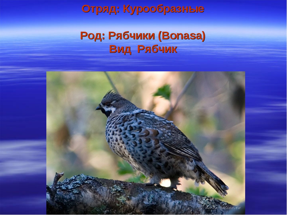 Птицы калужской области фото с названиями и описанием