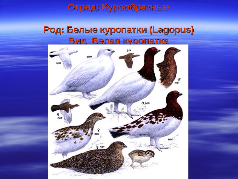 Птицы калужской области фото с названиями и описанием