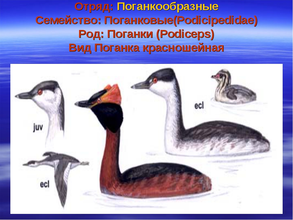 Птицы калужской области фото с названиями и описанием