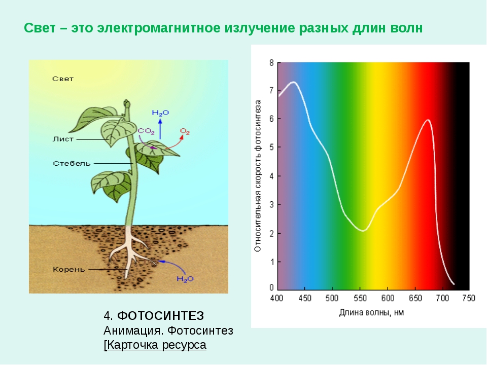 Нужен ли свет при фотосинтезе. Спектр света фотосинтез. Спектр хлорофилла растение. Поглощение хлорофилла Солнечный спектр. Поглощение света растениями.