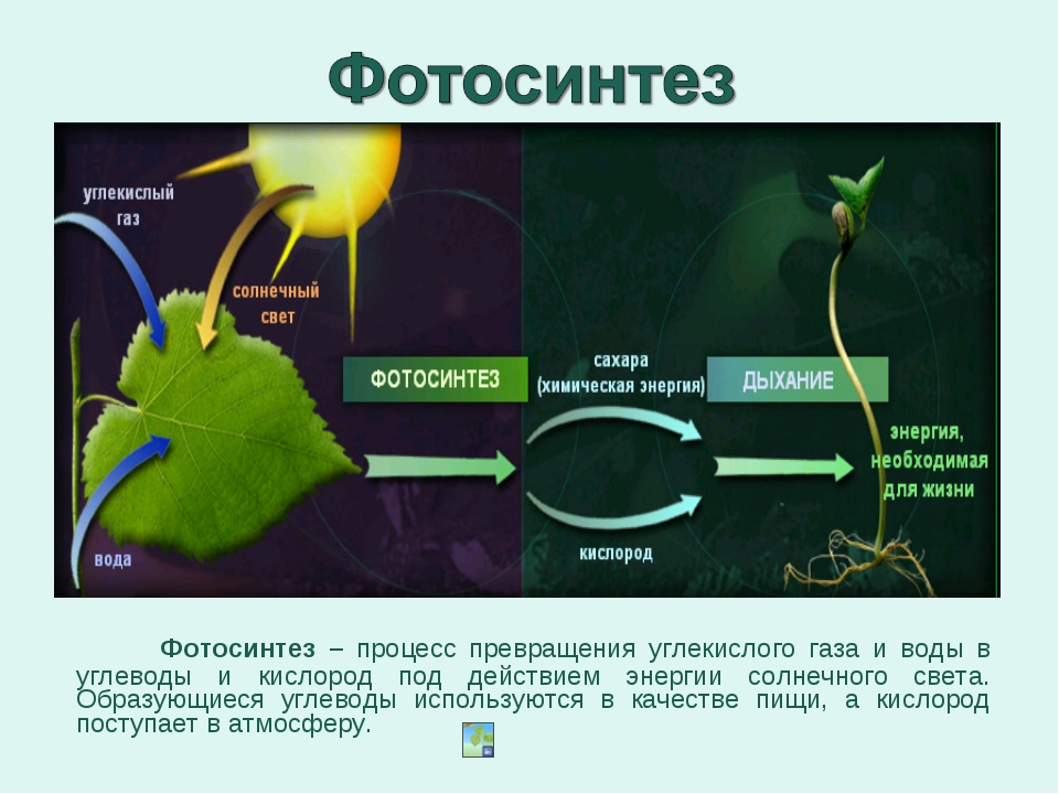 Появление углекислого газа. Фотосинтез углекислый ГАЗ. Процесс фотосинтеза. Фотосинтез растений. Схема процесса фотосинтеза.