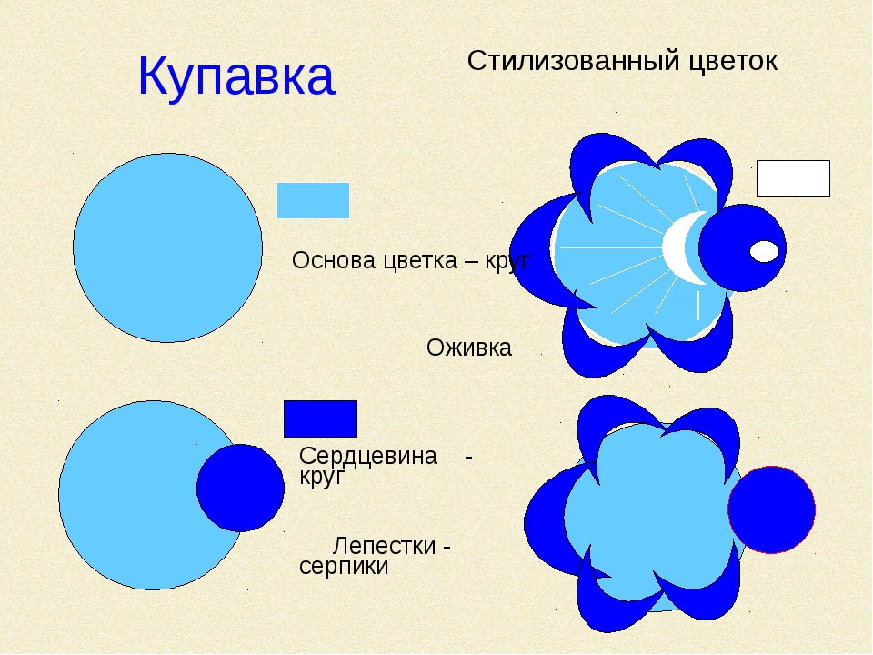 Купавка цветок рисунок