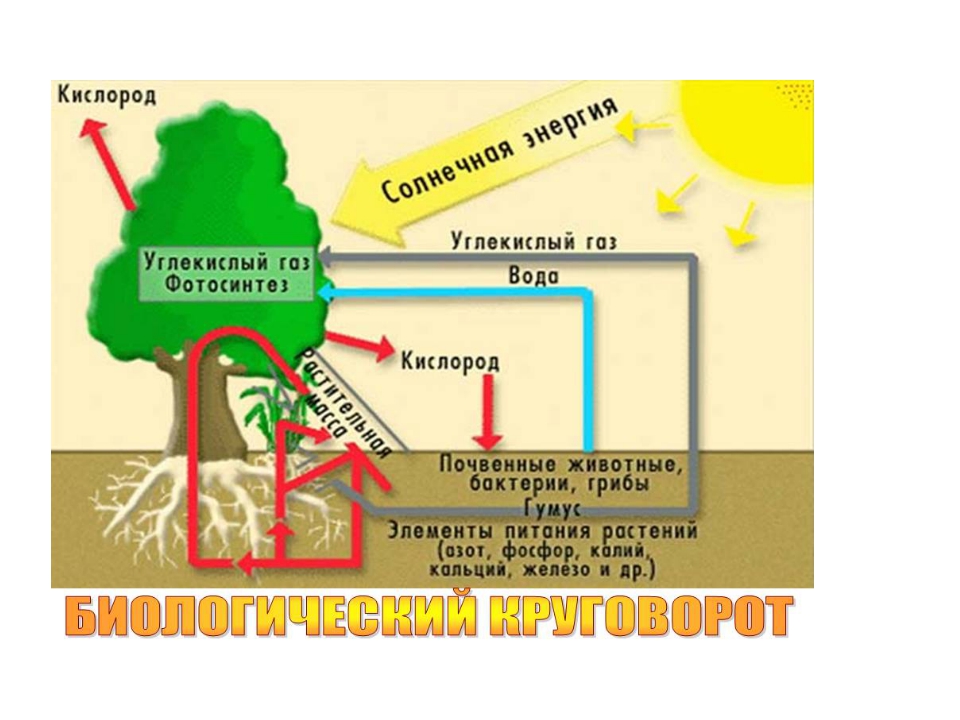 Презентация географическая оболочка 7 класс география