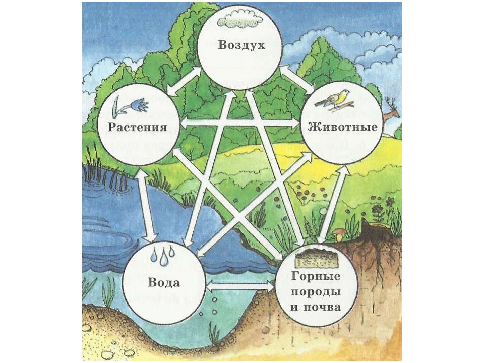 Презентация географическая оболочка 7 класс география