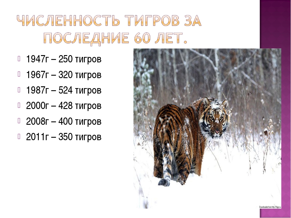 Амурские тигры расписание. Загадки о Тигре. Загадки о Амурском Тигре. Загадка про Амурского тигра. Стихотворение о Тигре.