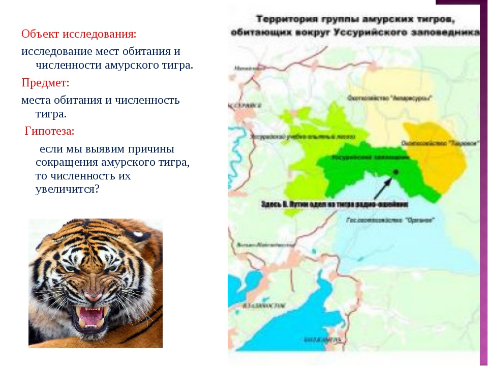 Тигр живет на материке. Уссурийский тигр место обитания. Тигр ареал обитания. Зона обитания Амурского тигра. Место обитания Амурского тигра в России.