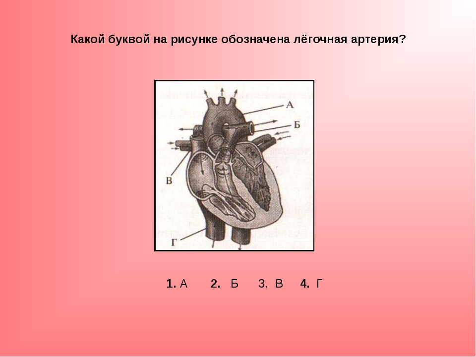 Какой буквой на схеме обозначена легочная артерия человека