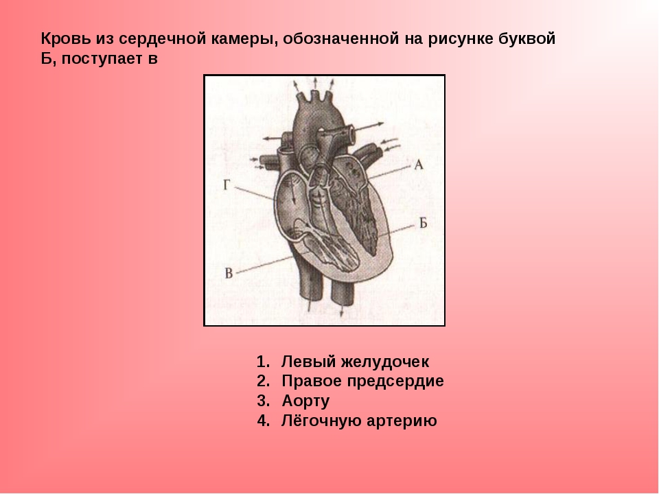 В правый желудочек сердца человека поступает. Кровь из сердечной камеры. Кровь из сердечной камеры поступает в. Обозначение левого и правого желудочков сердца. Левый желудочек сердца обозначен цифрой.