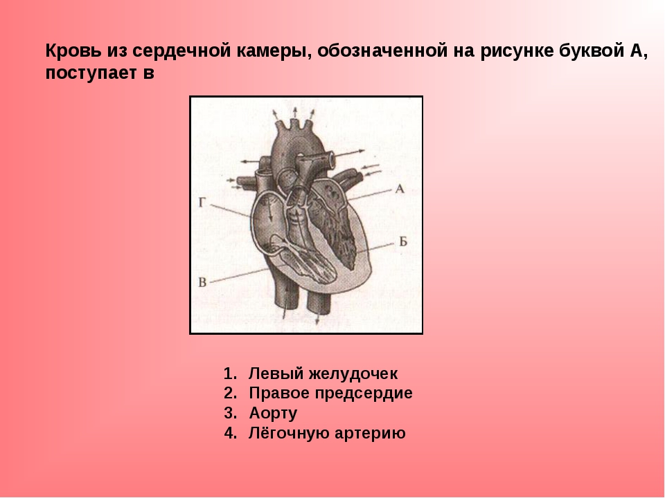 Какой цифрой на рисунке обозначен левый желудочек сердца