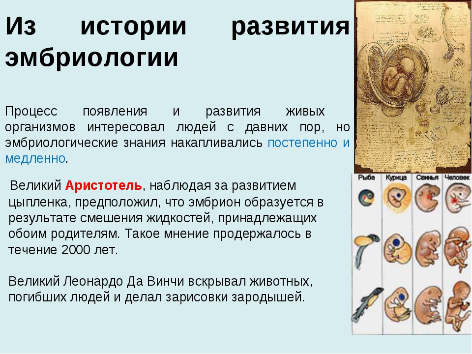 Основные этапы развития цитологии презентация