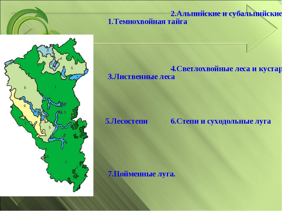 Какой природной зоне находится пермский край. Природные зоны Кузбасса. Карта природных зон Кемеровской области. Природные зоны Кемеровской области 4 класс. Темнохвойная Тайга Кемеровской области.