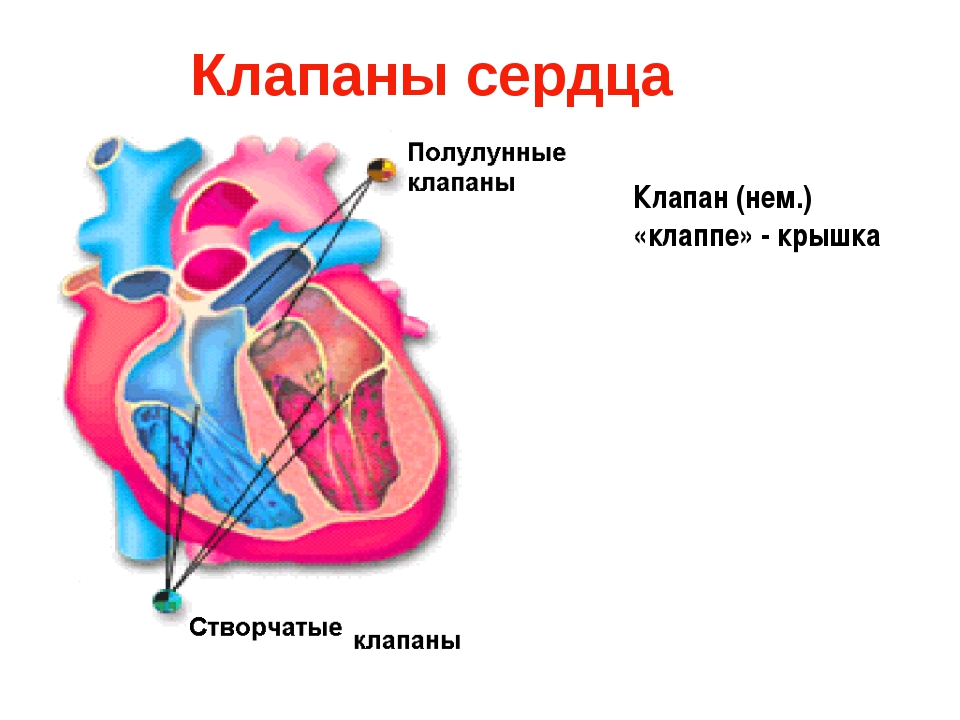 Какую функцию выполняет полулунный клапан. 3 Створчатый клапан сердца. Как устроены клапаны сердца. Створчатые клапаны сердца. Атриовентрикулярные клапаны сердца.