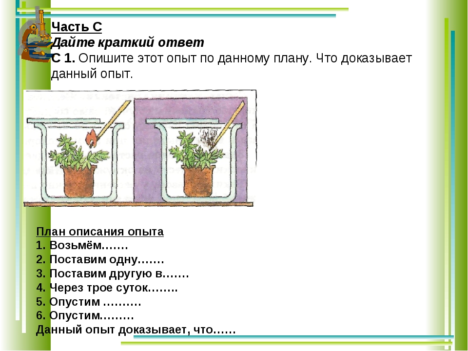 Определите по рисунку к какому отделу и классу относят изображенное растение какие признаки