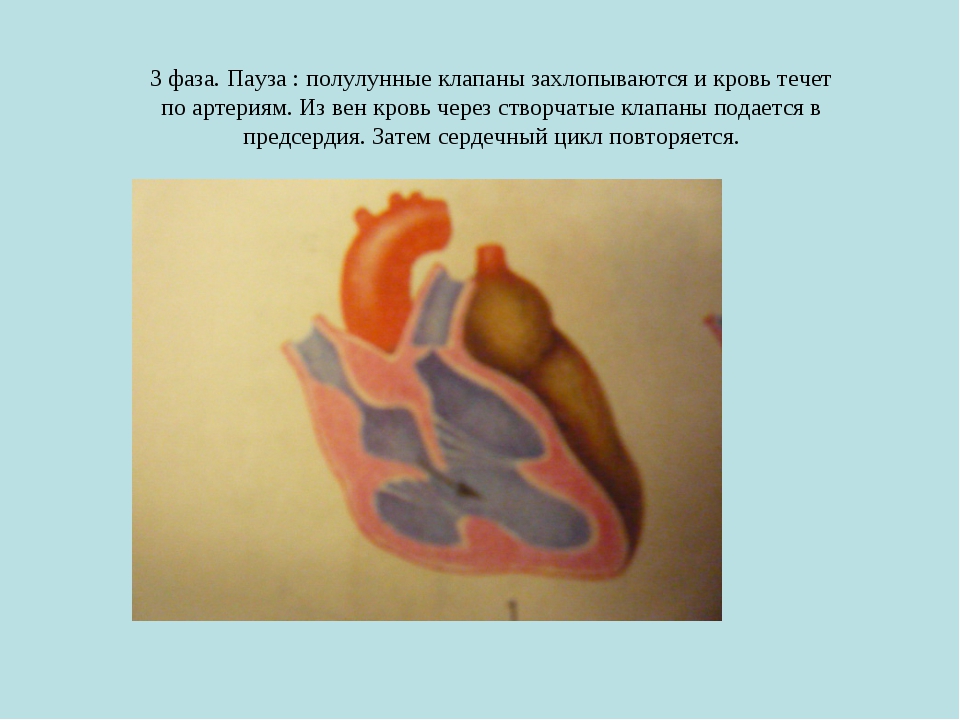 Где находятся полулунные клапаны