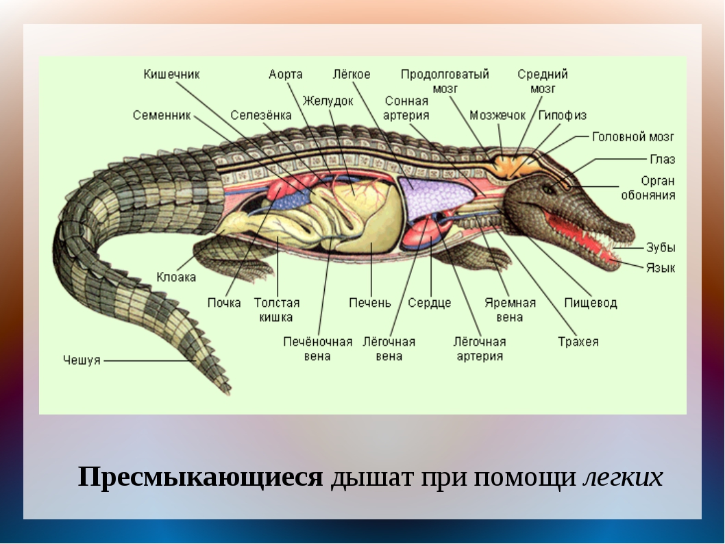 Органы дыхания и газообмен 7 класс презентация