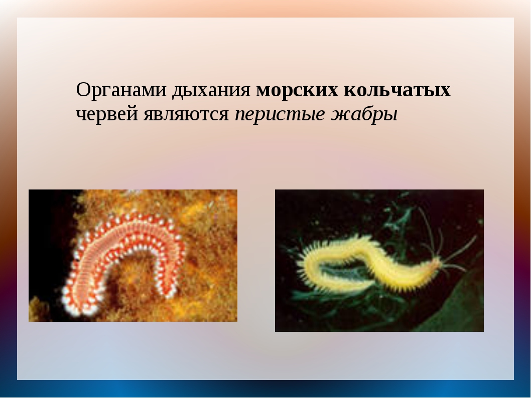 От каких животных произошли кольчатые черви моллюски. Морские кольчатые черви дыхательная система. Многощетинковые черви дыхательная система. Кольчатые черви дышат. Тип кольчатые черви дыхательная система.