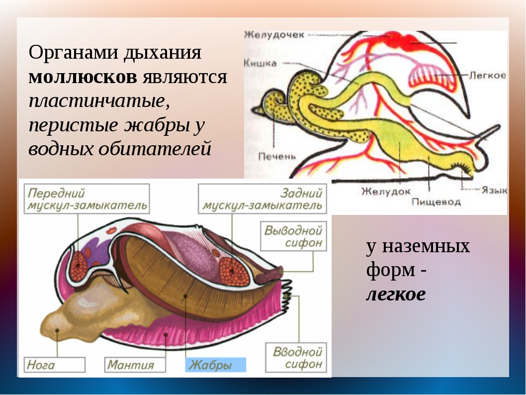 Дыхание наземных