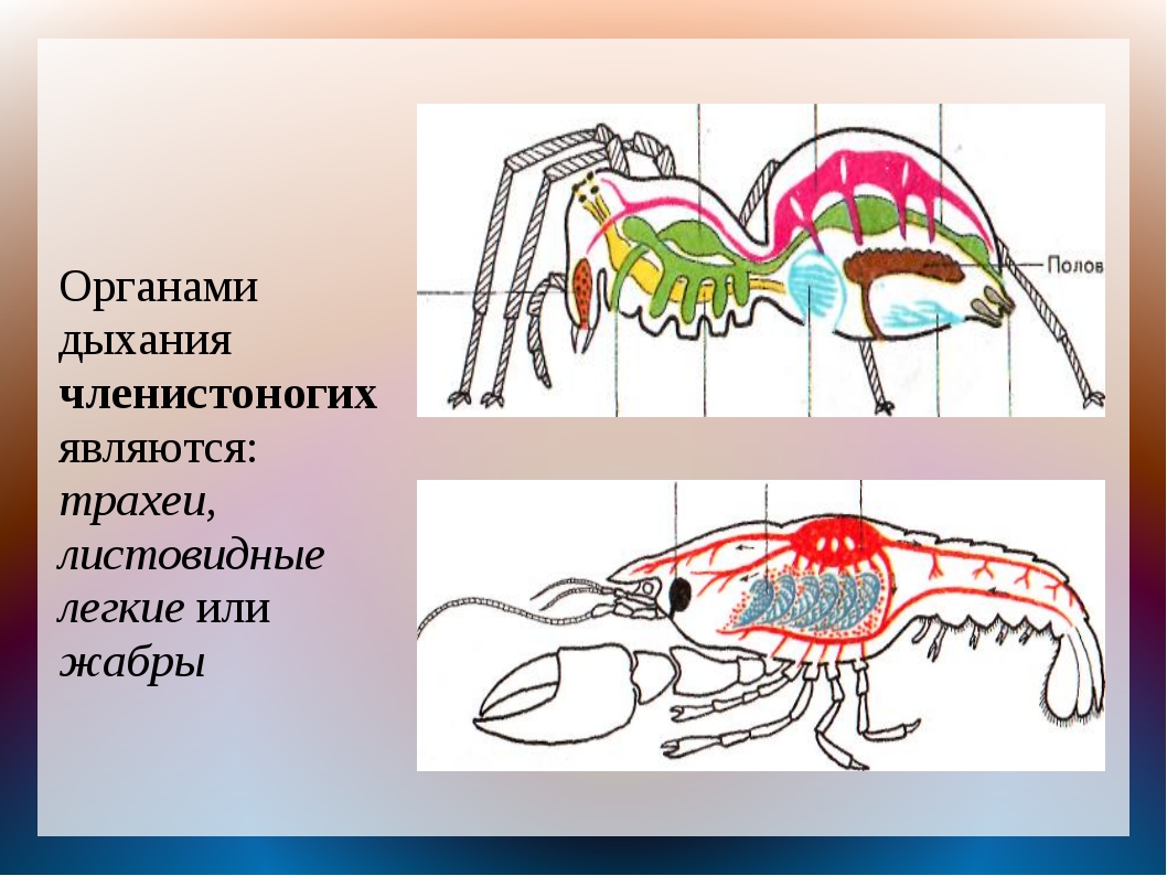 Если у животного имеются органы дыхания изображенные на рисунке 4 то для этого животного вероятнее