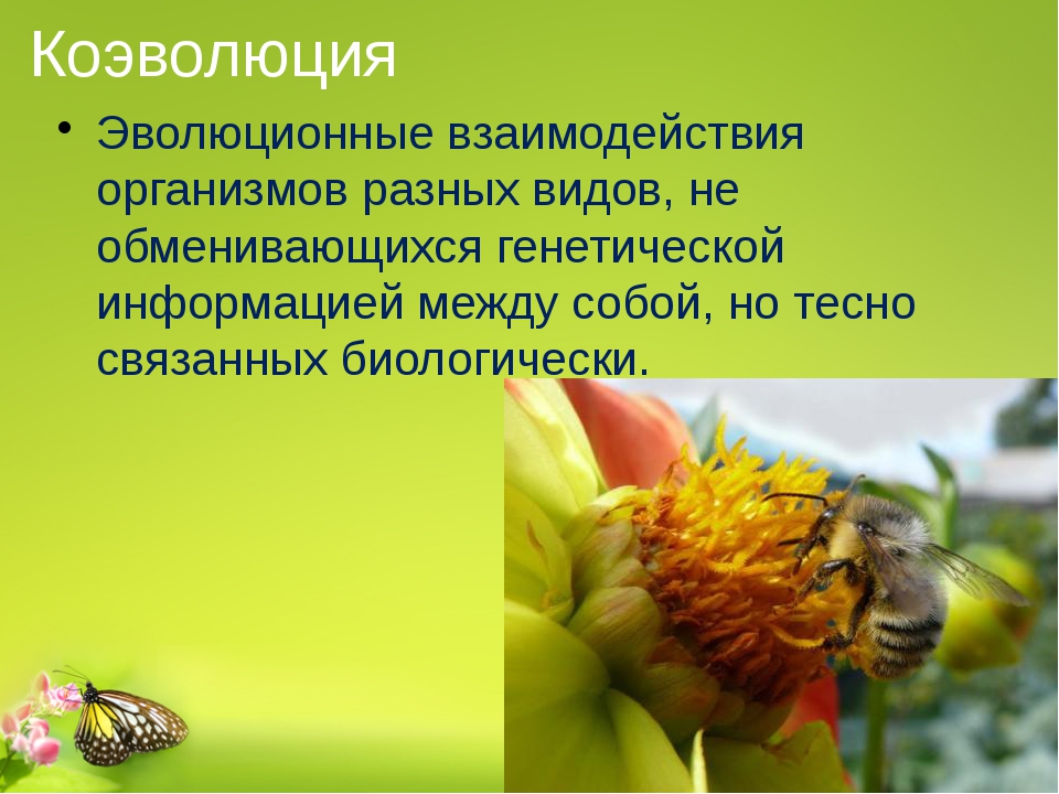 Особенности популяционно видового уровня жизни 10 класс биология презентация пономарева