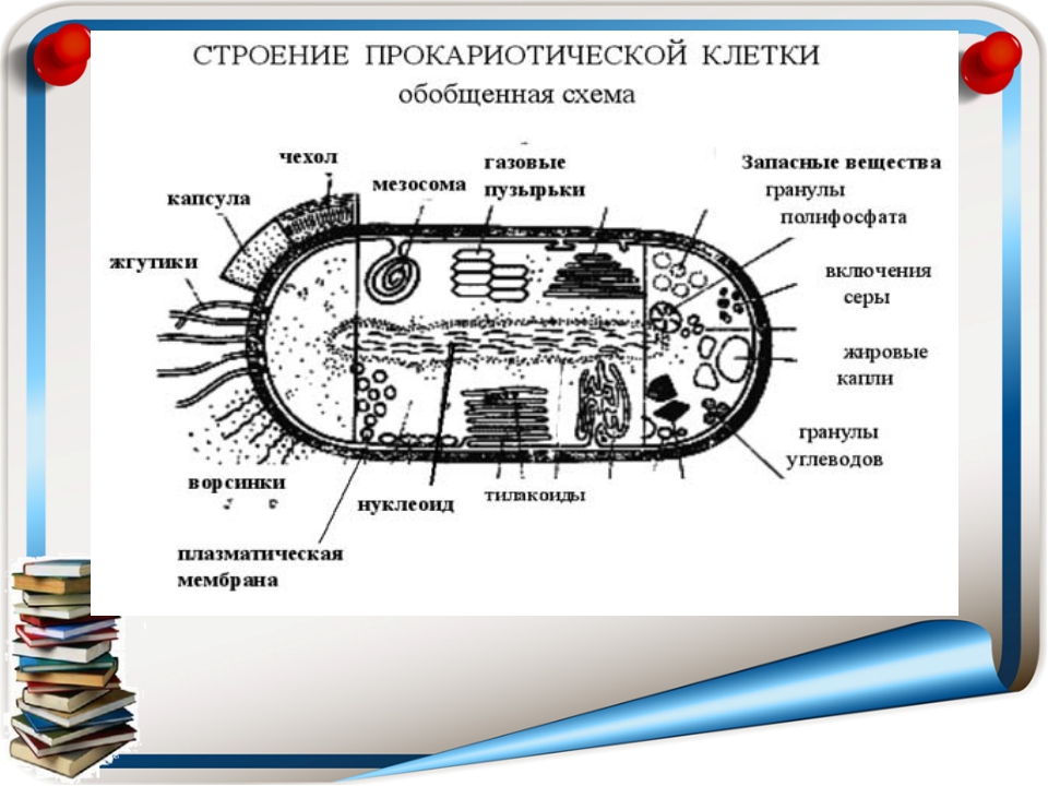 Схема прокариотической клетки