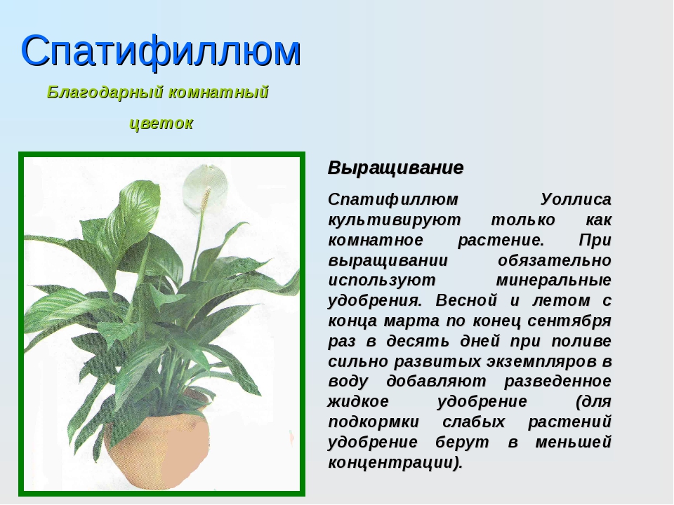 Рассказ про комнатные растения. Доклад о комнатном растении. Доклад про комнатный цветок. Проект комнатные растения. Доклад на тему комнатные растения.