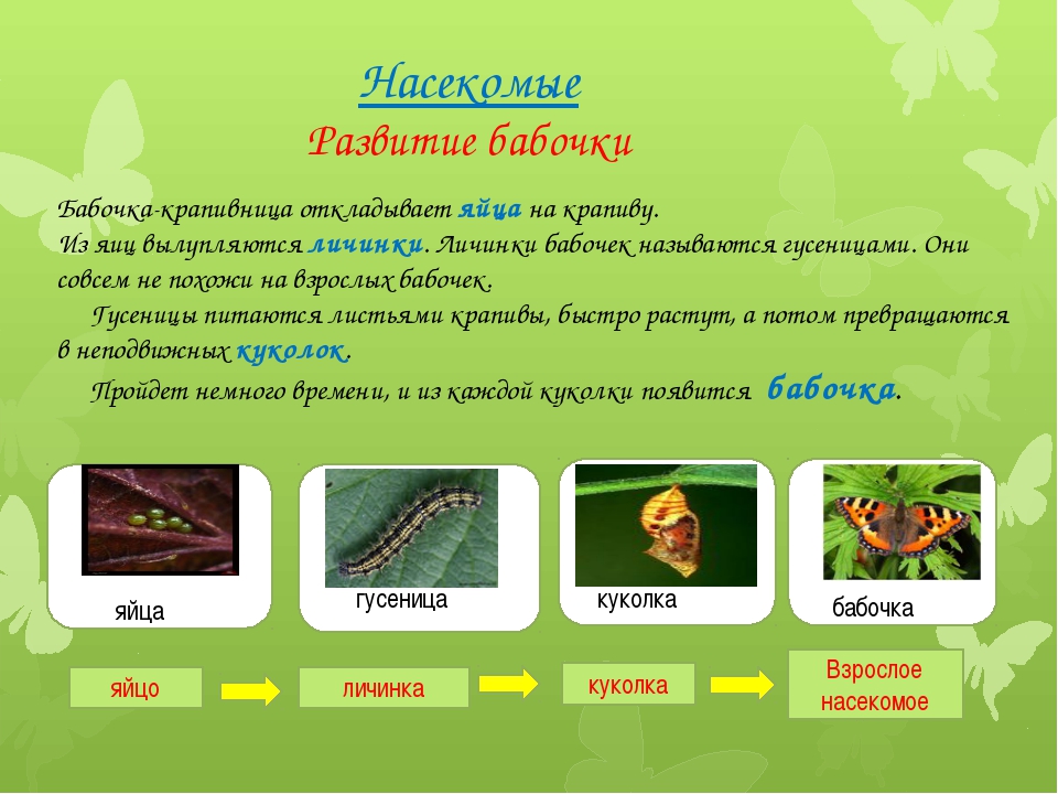 Какой тип питания характерен для крапивницы изображенной. Размножение бабочек 3 класс окружающий мир. Развитие бабочки. Этапы развития бабочки. Развитие насекомых.