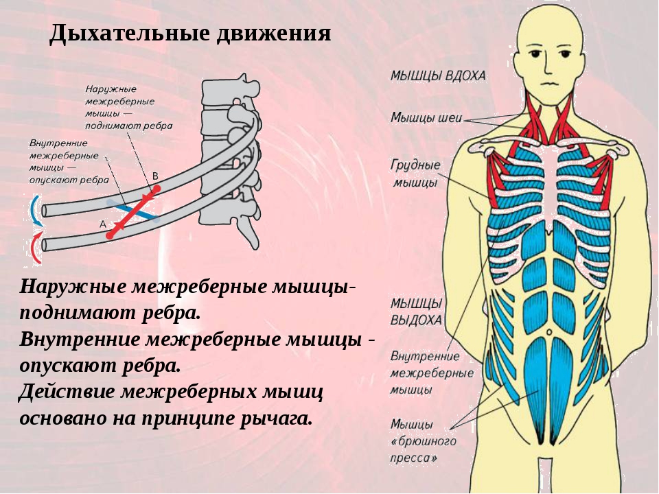Наружные и внутренние межреберные мышцы анатомия. Наружные межреберные мышцы дыхание. Внутренние межреберные мышцы дыхание. Дыхательные движения.