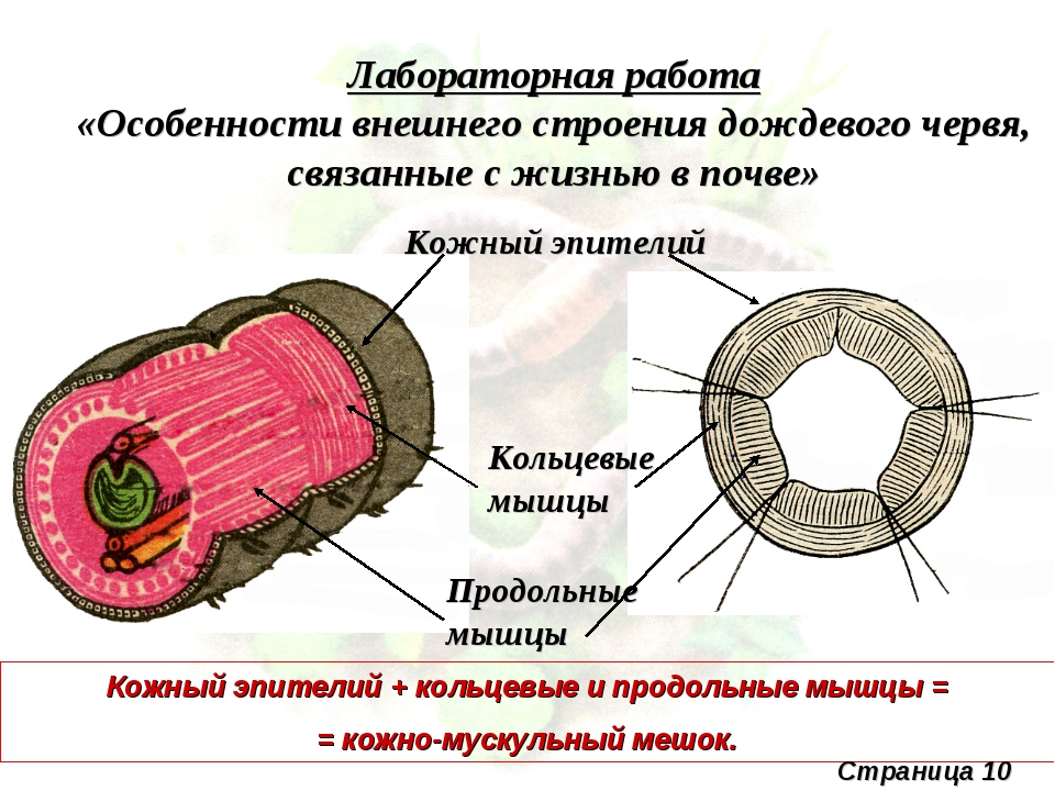 Определить червя по фото