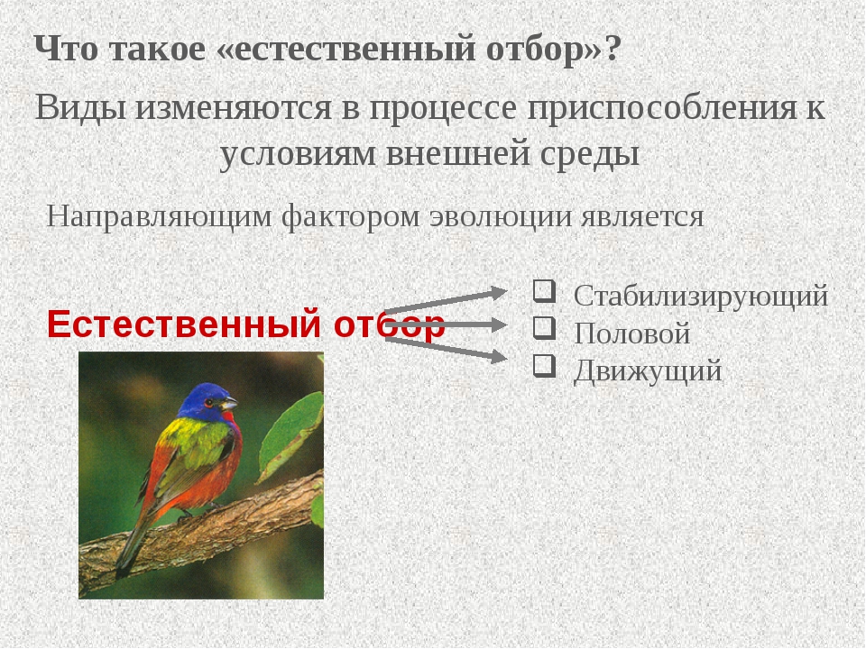 Что объединяет и в чем отличие биологических объектов изображенных на рисунке