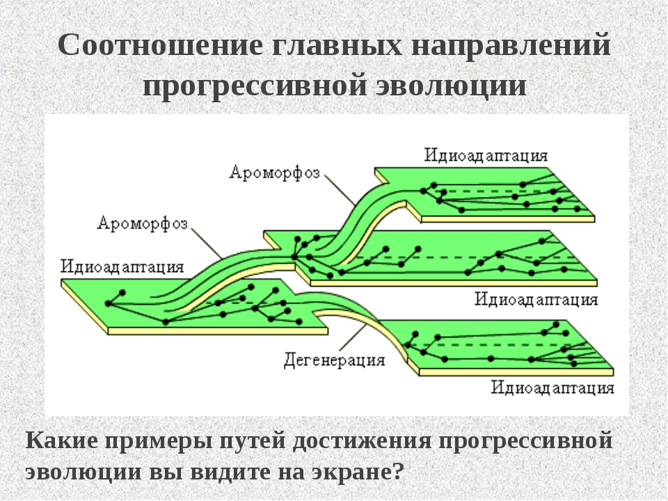 Направление эволюции тест. Соотношение направлений эволюции кратко. Основные пути эволюционного процесса ароморфоз. Соотношение направлений эволюции схема. Соотношение путей и направлений эволюции.