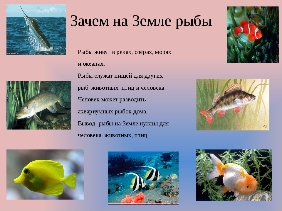 Презентация окружающий мир рыбы. Пресноводные аквариумные рыбы. Речные обитатели. Презентация для детей тема рыбы. Рыбы Пресноводные и морские для детей.