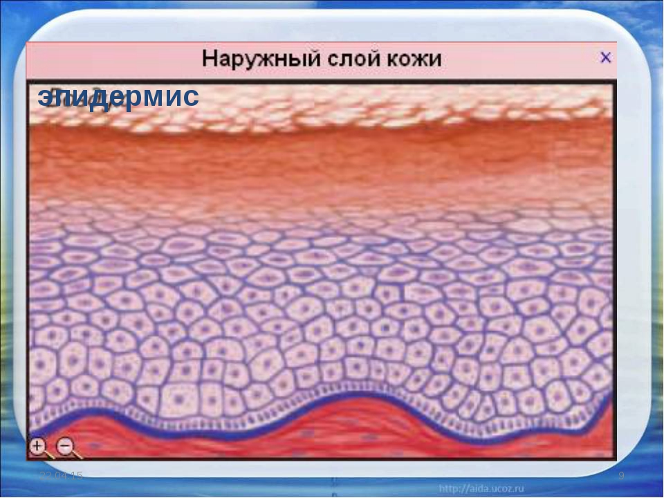 Эпидермис картинка с подписями