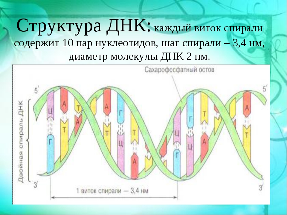Структуру днк расшифровали. Структура ДНК. Структура ДНК человека. ДНК расшифровка. ДНК человека схема.