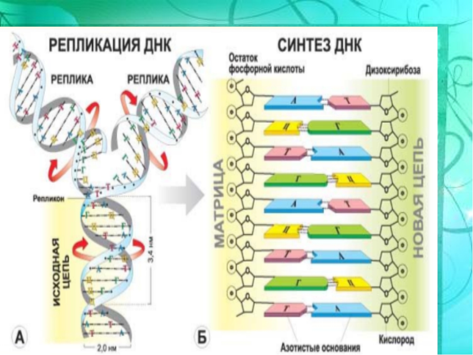 ДНК по биологии 9 класс. Нуклеиновые кислоты ДНК И РНК. Таблица по биологии нуклеиновые кислоты ДНК И РНК. Таблица нуклеиновые кислоты ДНК И РНК.
