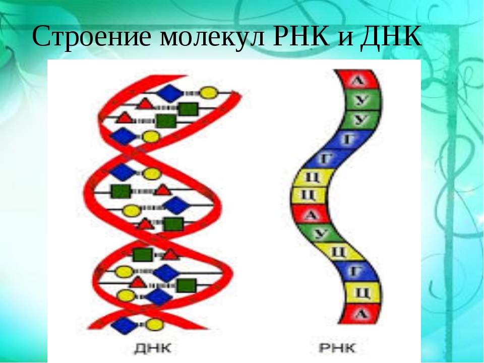 Структура молекулы днк рнк. Зарисуйте схему строения ДНК, РНК.. Структура молекулы РНК. Схема строения молекулы РНК. Строение ДНК И РНК схема.