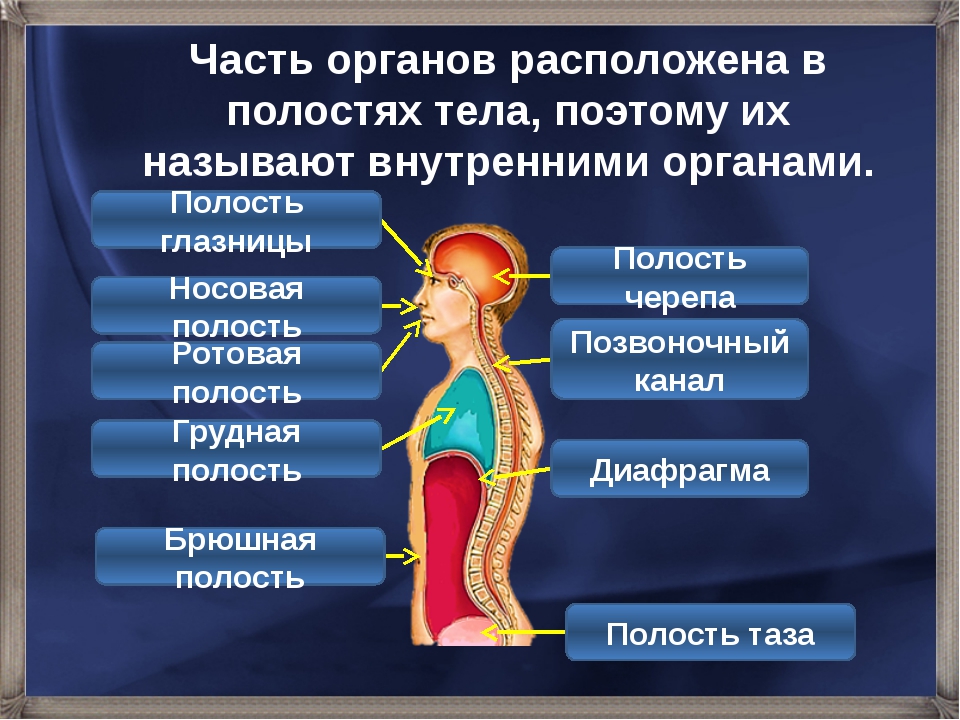 Название полостей человека. Полости тела человека. Полости тела человека анатомия. Полости тела человека таблица. Полости тела человека в которых расположены органы.