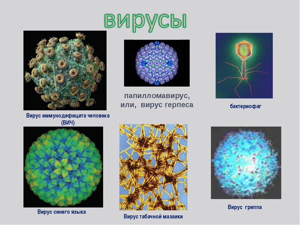 Вирус герпеса 3 типа фото