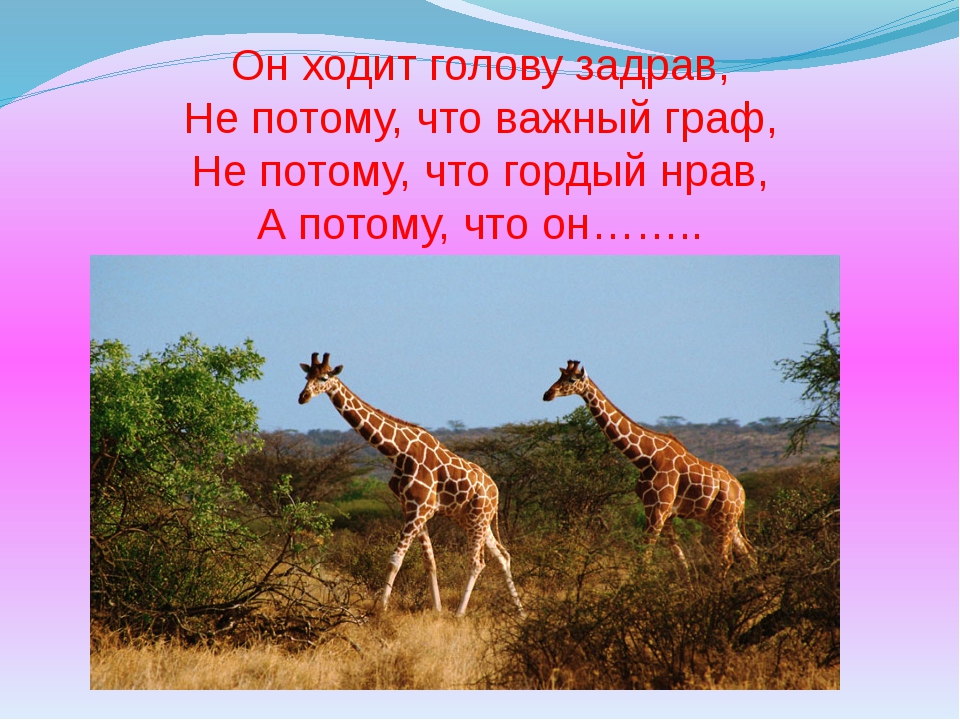 Жизнь животных окружающий мир 1 класс. Звери презентация 1 класс. Урок окружающего мира 1 класс кто такие звери. Проект звери 1 класс окружающий мир. Кто такие звери 1 класс школа России.