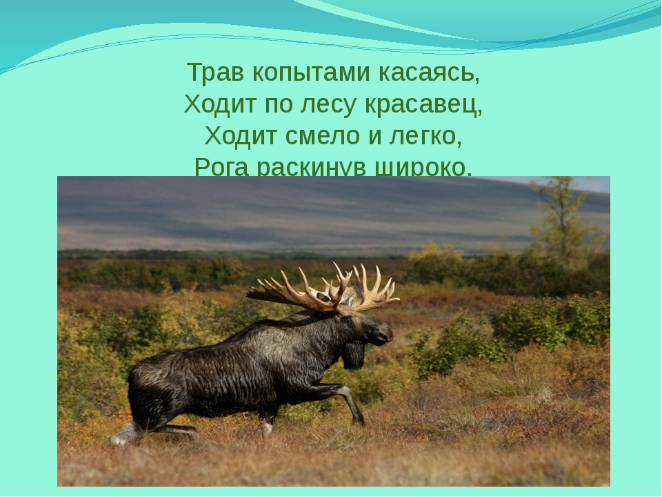 Трав копытами касаясь ходит по лесу красавец ходит смело и легко рога раскинув широко