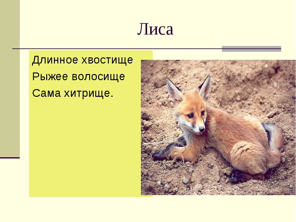 Лиса по немецки