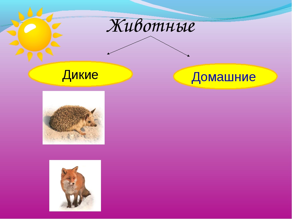 Презентация дикие и домашние животные