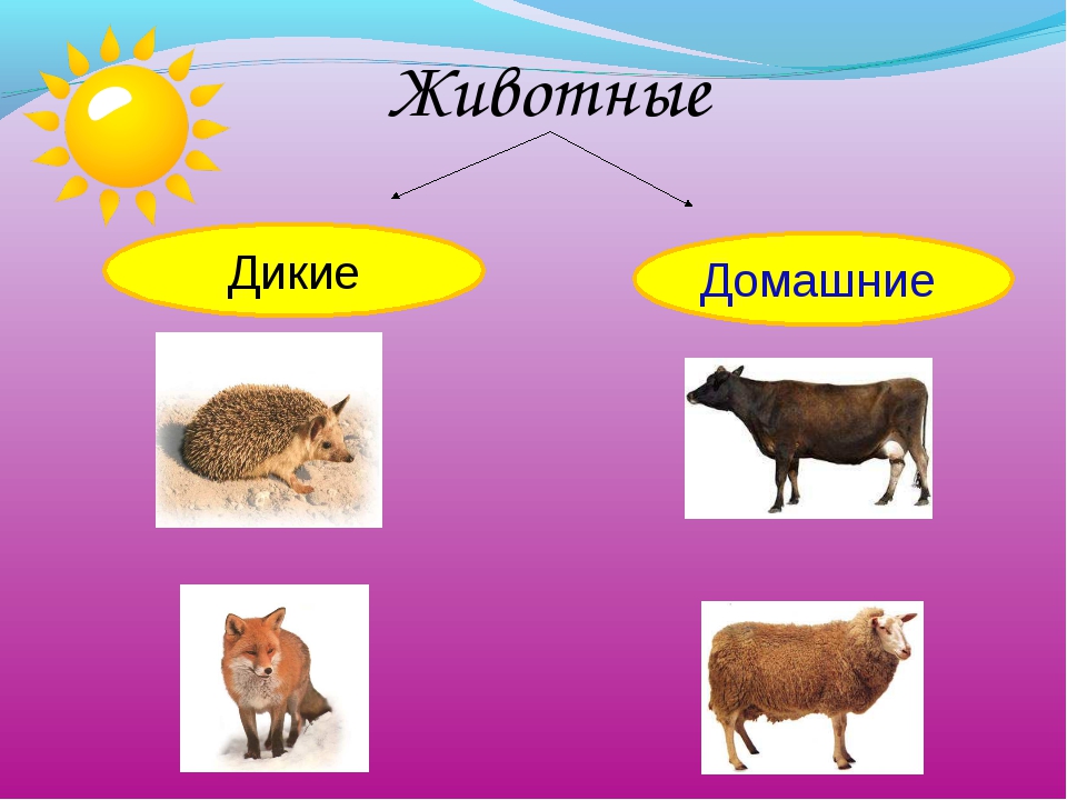 Презентация домашние и дикие животные презентация