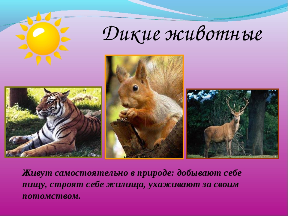 Презентация на тему истребление животных