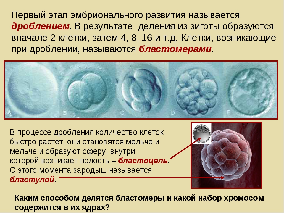 Первые клетки эмбриона
