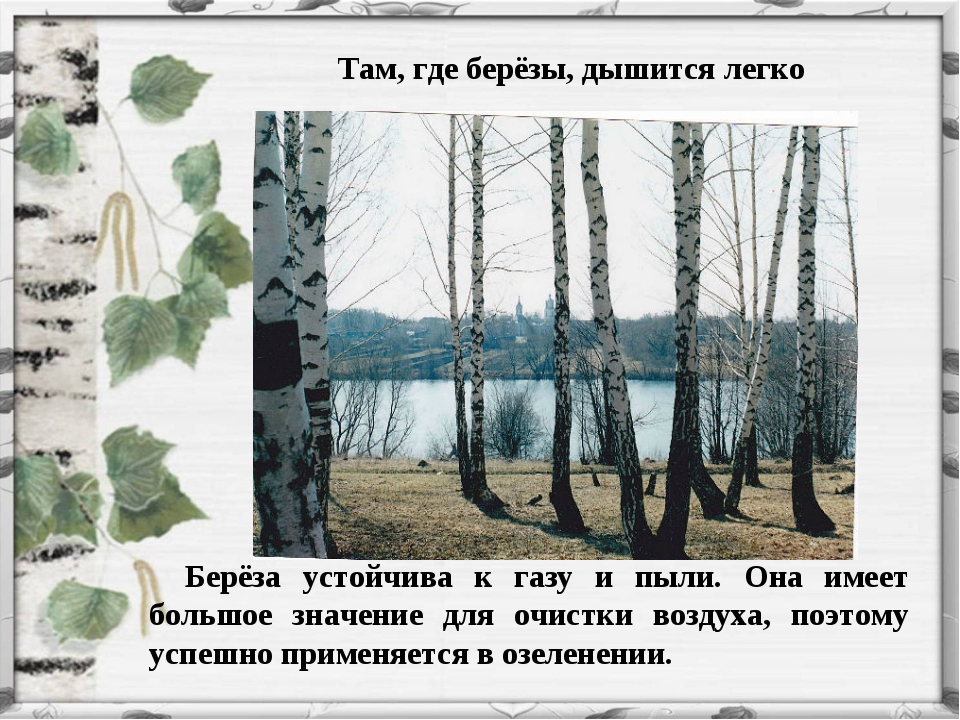 Там где березки. Береза с надписью. Русь моя люблю твои березы. Откуда где Березки в ряд. Значение березы для человека.