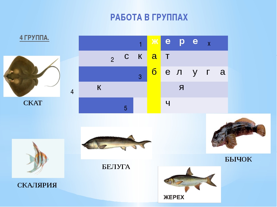 Рыжики схема слова