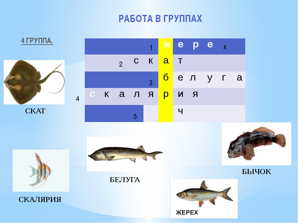 Рыбы следопыты план