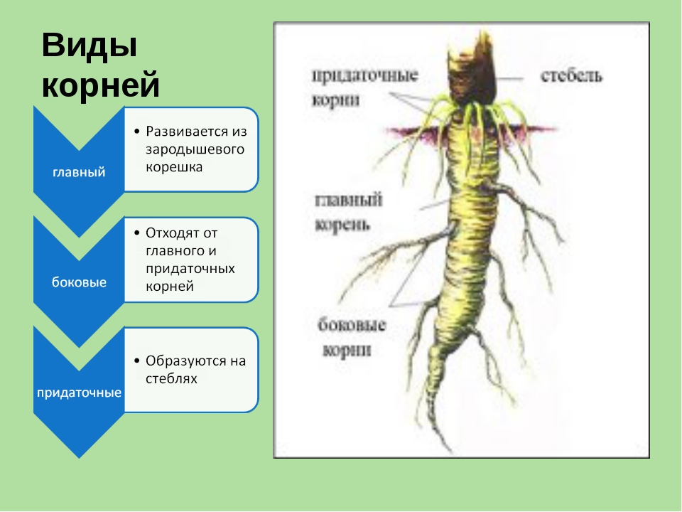 Корень схема биология