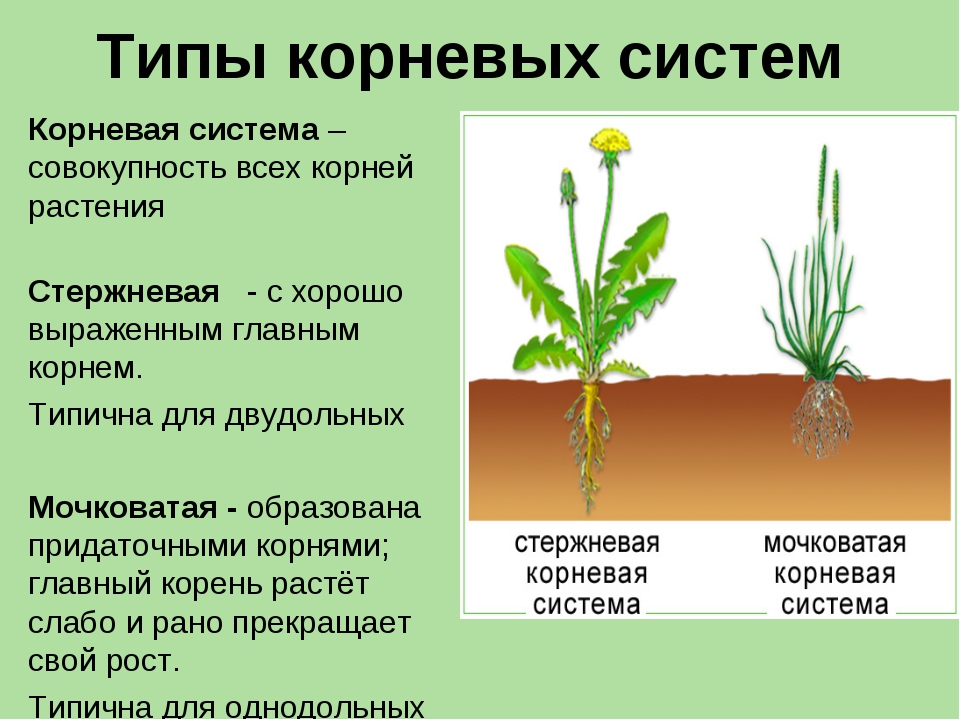 Рассмотрите рисунки 1 2 с изображением видоизменения корня растения как называют данное морковь